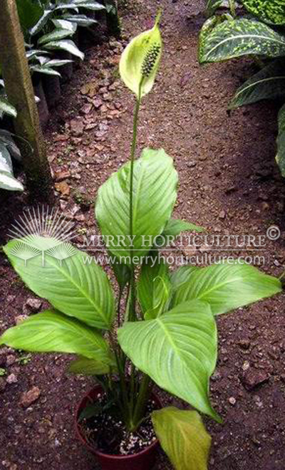 Spathiphyllum cupido (P150)